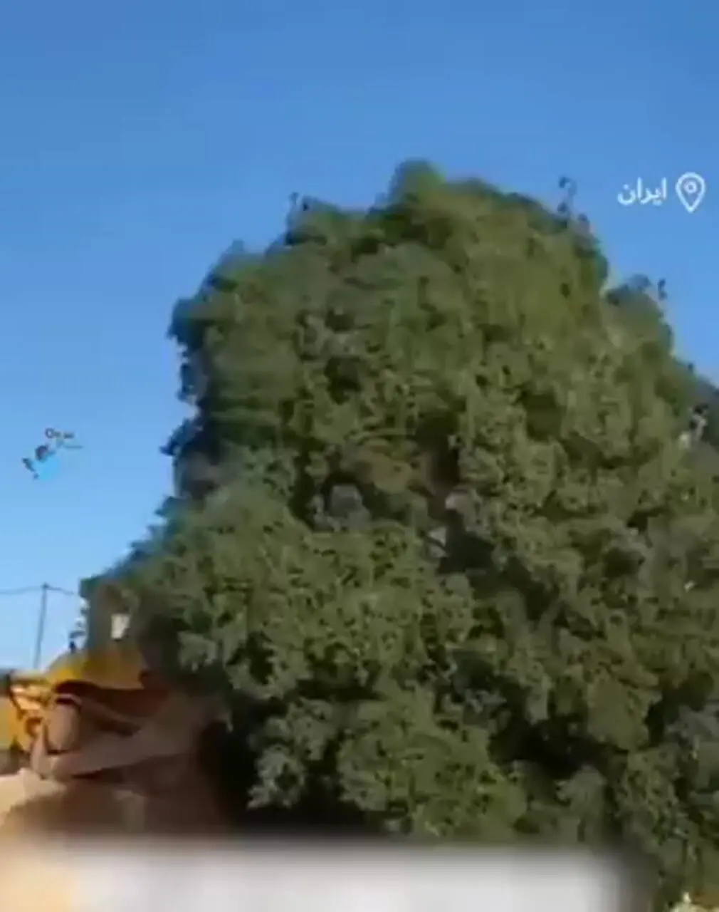 درخت بلوط ۷۰۰ سالهی استان فارس را به خاطر راهسازی قطع کردند! + ویدئو