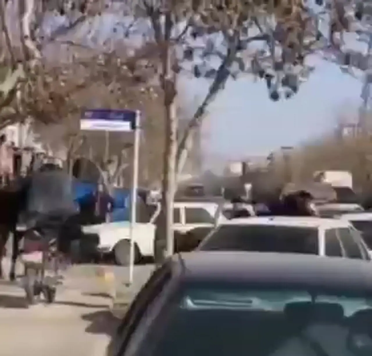 ماجرای عجیب اسبهای سرگردان در مشهد + ویدئو