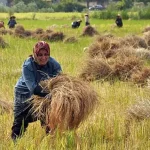 تعبیر خواب برداشت محصول برنج برای زن متاهل و باردار و دختر مجرد از روانشناسی