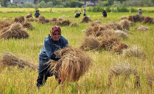 تعبیر خواب برداشت محصول برنج برای زن متاهل و باردار و دختر مجرد از روانشناسی