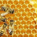 تعبیر خواب کندوی پر از عسل + برای زن متاهل و باردار و دختر مجرد