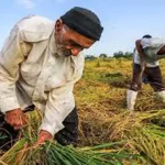 تعبیر خواب کشاورزی امام صادق برای زن متاهل و باردار و دختر مجرد