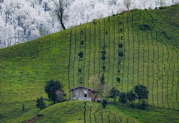 تعبیر خواب دیدن زمستان در تابستان برای زن متاهل و باردار و دختر مجرد از روانشناسی