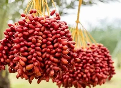 خرمای قرمز چه خواصی دارد؟