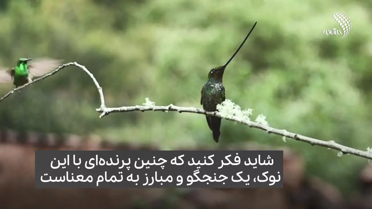 پرندهای که نوکش از خودش بلندتر است + ویدئو