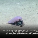 کشف گونه‌ای جدید از حشرات دریایی عظیم‌الجثه در ویتنام + ویدئو