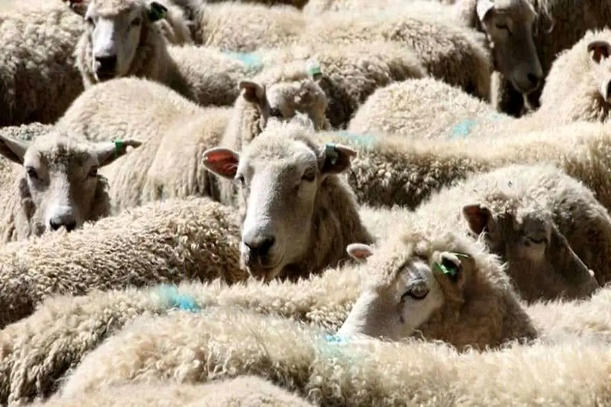 قیمت جدید دامزنده ۲۲ دیماه ۱۴۰۳؛ گوسفند و گوساله ارزان شد