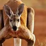 مورد عجیب کانگوروهای غولپیکر ماقبل تاریخ