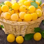 تعبیر خواب آلو طلایی برای زن متاهل و باردار و دختر مجرد از روانشناسی