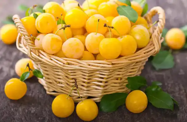 تعبیر خواب آلو طلایی برای زن متاهل و باردار و دختر مجرد از روانشناسی