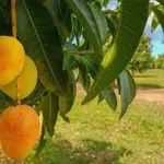 تعبیر خواب انبه چیدن برای زن متاهل و باردار و دختر مجرد از روانشناسی