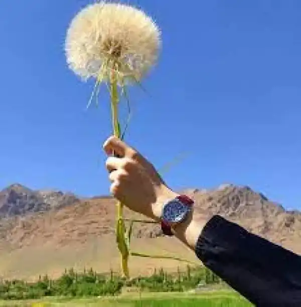 تعبیر خواب قاصدک در دست برای زن متاهل و باردار و دختر مجرد از روانشناسی