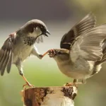 تعبیر خواب گنجشک در حال پرواز برای زن متاهل و باردار و دختر مجرد