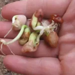 تعبیر خواب جوانه زدن لوبیا برای زن متاهل و باردار و دختر مجرد از روانشناسی
