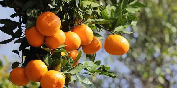 تعبیر خواب کندن نارنگی از درخت برای زن متاهل و باردار و دختر مجرد از روانشناسی