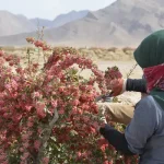 تعبیر خواب زرشک چیدن برای زن متاهل و باردار و دختر مجرد از روانشناسی