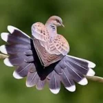 تعبیر خواب فاخته در خانه برای زن متاهل و باردار و دختر مجرد از روانشناسی