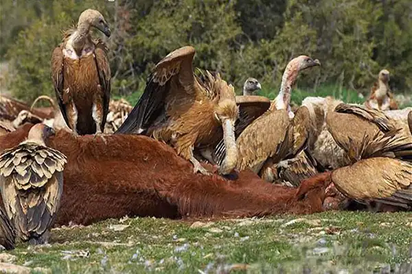 تعبیر خواب خورده شدن توسط کرکس برای زن متاهل و باردار و دختر مجرد از روانشناسی