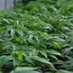 تعبیر خواب برگ شاهدانه برای زن متاهل و باردار و دختر مجرد از روانشناسی