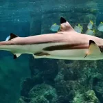 تعبیر خواب دیدن کوسه در آب برای زن متاهل و باردار و دختر مجرد از روانشناسی