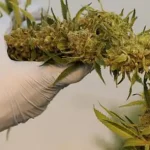 تعبیر خواب گراس برای زن متاهل و باردار و دختر مجرد از روانشناسی