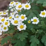 تعبیر خواب باغ گل بابونه برای زن متاهل و باردار و دختر مجرد از روانشناسی