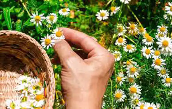 تعبیر خواب بابونه چیدن برای زن متاهل و باردار و دختر مجرد از روانشناسی
