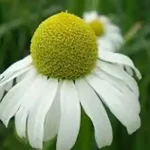تعبیر خواب دیدن بابونه سبز برای زن متاهل و باردار و دختر مجرد از روانشناسی