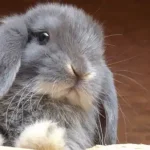 تعبیر خواب خرگوش سیاه و سفید برای زن متاهل و باردار و دختر مجرد از روانشناسی