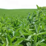 تعبیر خواب دیدن مزرعه یونجه برای زن متاهل و باردار و دختر مجرد از روانشناسی