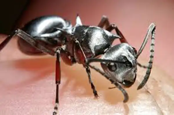 تعبیر خواب مورچه یونگ برای زن متاهل و باردار و دختر مجرد از روانشناسی