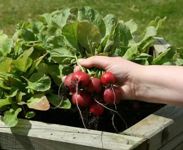 تعبیر خواب سبزی چیدن از باغچه برای زن متاهل و باردار و دختر مجرد از روانشناسی