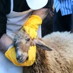 تعبیر خواب ذبح امام صادق برای زن متاهل و باردار و دختر مجرد از روانشناسی