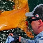 یک کوسه با رنگ نارنجی در کاستاریکا کشف شد