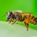 یک «ابرغذای» مصنوعی، تولیدمثل کلونی زنبورها را افزایش داد