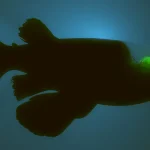 یک ماهی شبیه به موجودات فضایی، در اعماق تاریک اقیانوس دیده شد