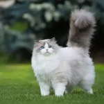 تعبیر خواب گربه از حضرت یوسف برای زن متاهل و باردار و دختر مجرد از روانشناسی