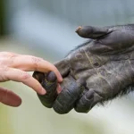 آیا انسان‌ها و شامپانزه‌ها واقعاً در ۹۹ درصد DNA خود مشترک هستند؟