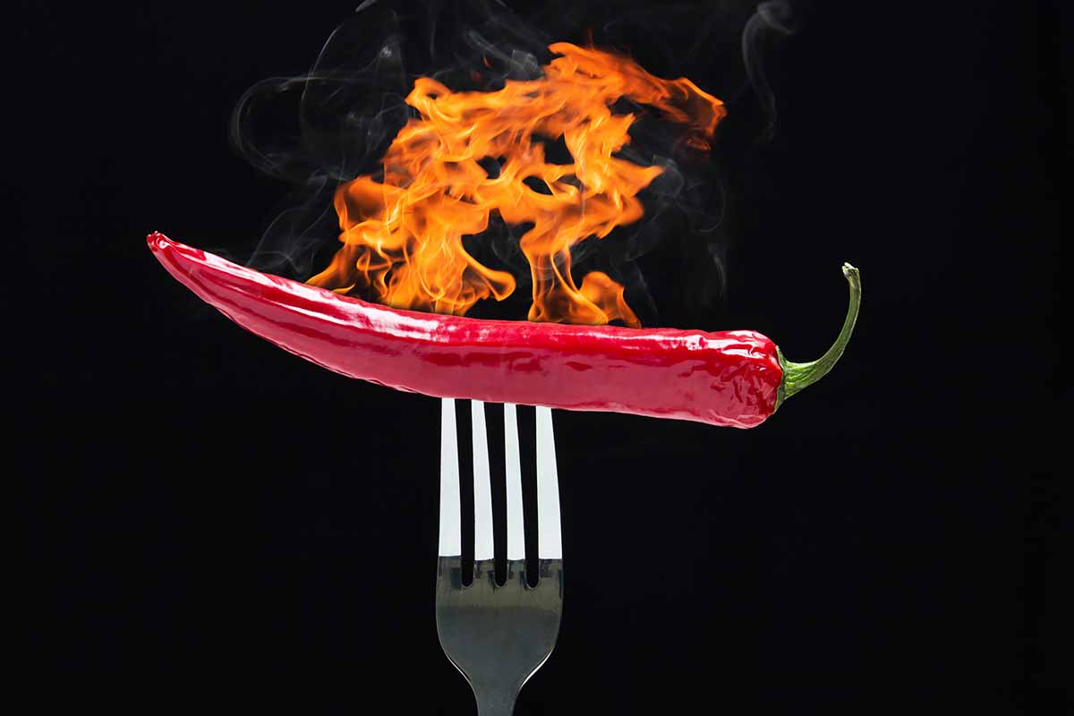 غذاهای تند چه فوایدی برای سلامتی دارند؟