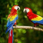 تعبیر خواب طوطی رنگارنگ + حضرت یوسف و امام صادق و طوطی سبز در خانه