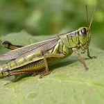 تعبیر خواب ملخ سبز در خانه برای زن متاهل و باردار و دختر مجرد از روانشناسی