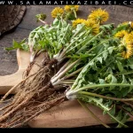 قاصدک، گنجی پنهان در زیر پا – خواص ریشه قاصدک