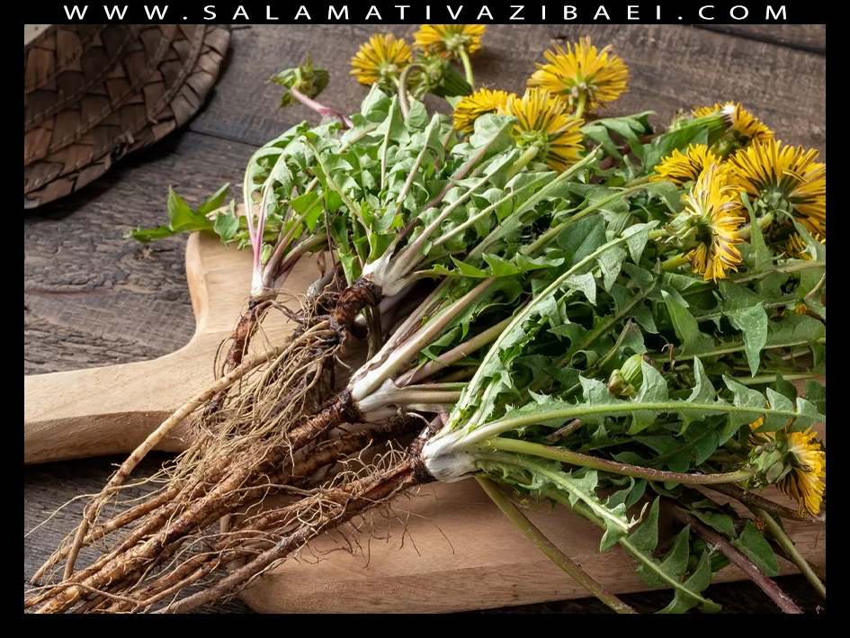 قاصدک، گنجی پنهان در زیر پا – خواص ریشه قاصدک