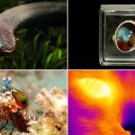 ۱۰ جانور عجیب در دنیا که توانایی‌های خارق‌العاده دارند