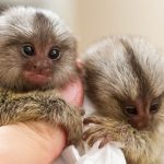 میمون‌های بند انگشتی: کوچک‌ترین میمون‌های جهان که پر‌سر‌و‌صدا و دوست‌داشتنی‌ هستند