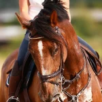 راز کف عرق اسب‌ها چیست؟ واقعیت علمی پشت این پدیده‌ی عجیب