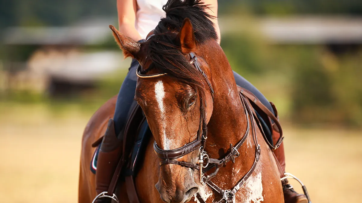 راز کف عرق اسب‌ها چیست؟ واقعیت علمی پشت این پدیده‌ی عجیب