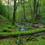 پارک جنگلی بی بی یانلو