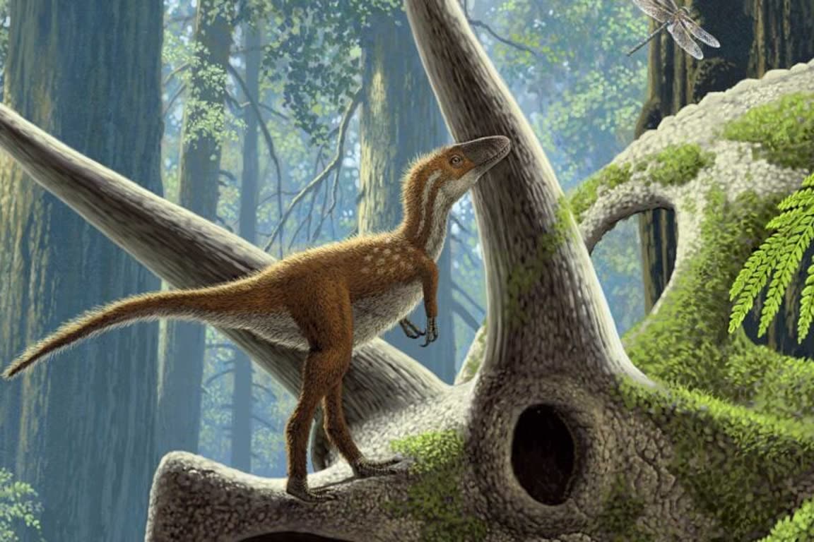 فسیل‌های کمیاب، پرده از راز زندگی نوزادان T-Rex برداشتند